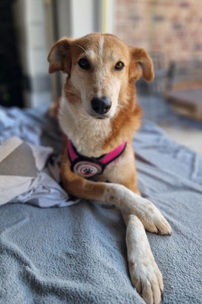 Enka liegt auf dem Sofa und schaut zur Kamera.