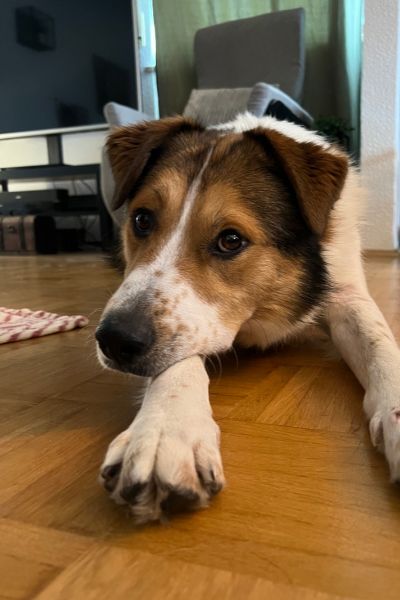 Faro liegt und hat seinen Kopf auf seiner Pfote abgelegt.