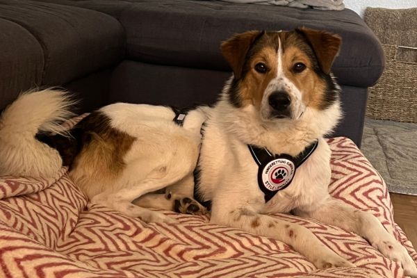 Rüde Faro liegt und schaut aufmerksam.