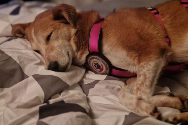 Enka schläft friedlich.