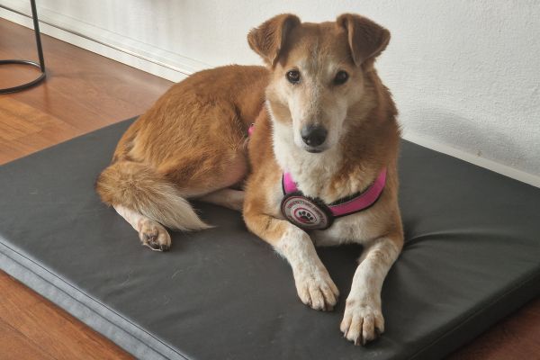 Hündin Enka liegt auf ihrer Decke und schaut in die Kamera.