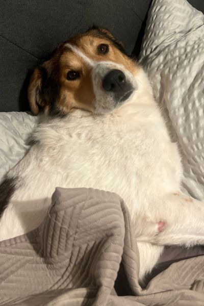 Rüde Faro liegt eingekuschelt auf dem Sofa.