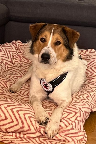 Faro liegt und schaut in Richtung Kamera.