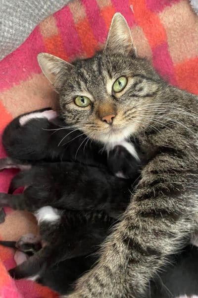 Lisbeth mit ihren Kitten