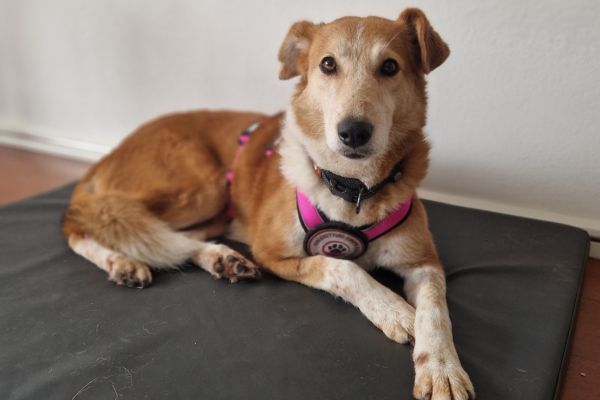 Enka liegt auf ihrer Decke.