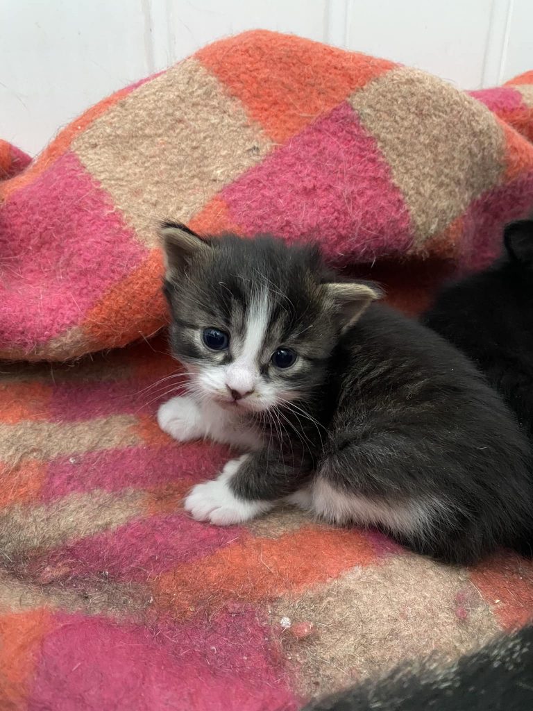 Kätzchen Hermine sitzt auf einer Decke im Tierheim und schaut freundlich in die Kamera.