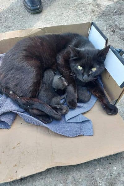 Katze Nomi liegt zusammen mit ihren neugeborenen Kitten auf einem Karton und schaut in die Kamera.