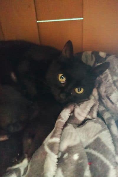 Katze Nomi liegt zusammen mit ihren Kitten auf einer Decke und schaut in die Kamera.