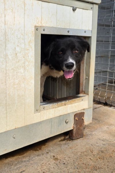 Minosch schaut aufmerksam aus seiner Hundehütte im Tierheim.