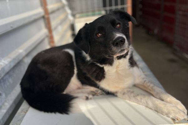 Minosch liegt auf seiner hundehütte und schaut mit schrägem Kopf in die Kamera.