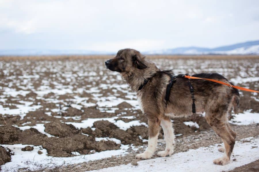 Doris steht an einem Feld welches mit Schnee bedeckt ist und schaut in die Ferne
