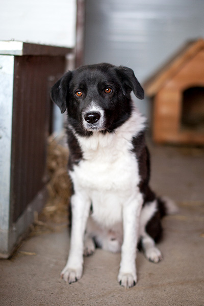 Minosch sitzt in seinem Shelter und schaut in die Kamera