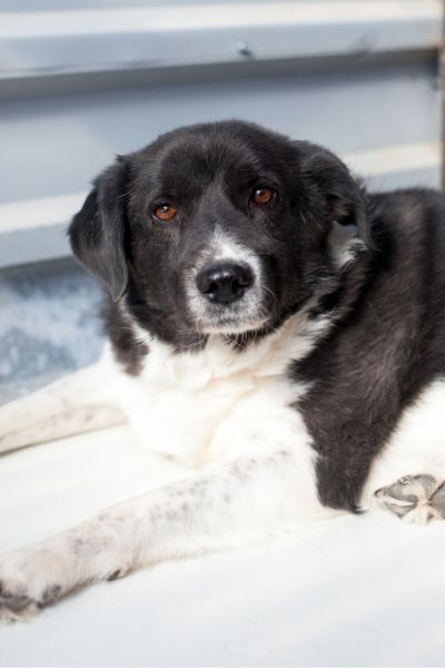 Der schwarz-weiße Rüde Minosch schaut in die Kamera.