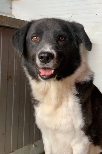 Der schwarz-weiße Rüde Minosch schaut in die Kamera.