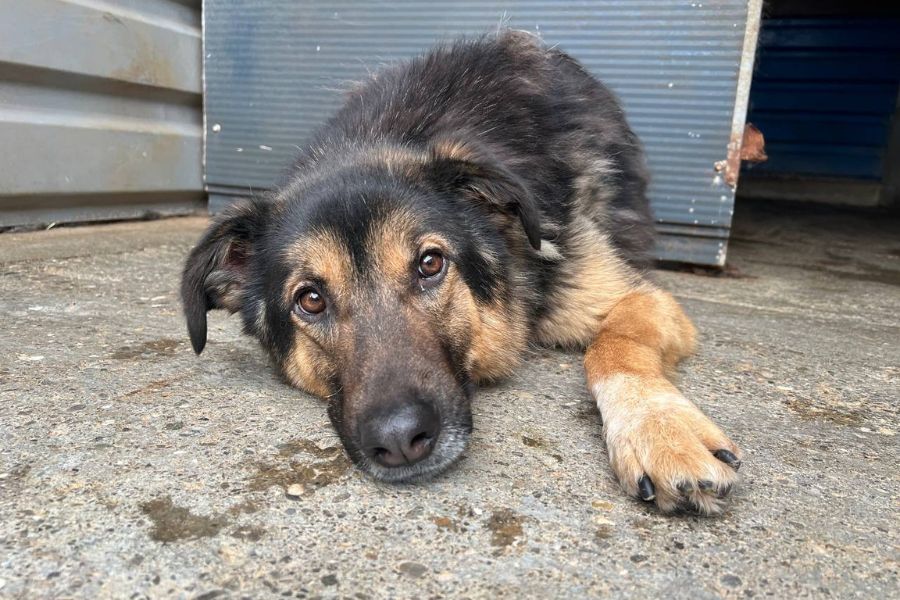 Thyme liegt auf dem Zwingerboden, hat den Kopf abgelegt und schaut geradeaus in die Kamera