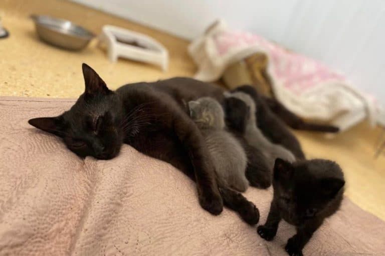 Katze Akira liegt mit geschlossenen Augen auf einer Decke während ihre Kitten auf ihr liegen.