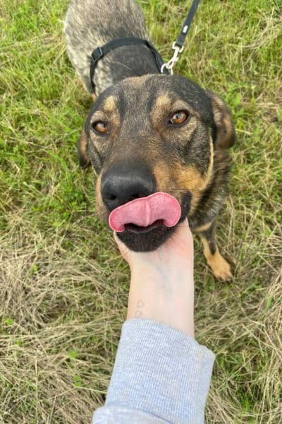 Hund zeigt seine Zunge beim Streicheln