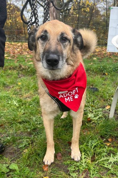 Leo schaut sanft in die Kamera.