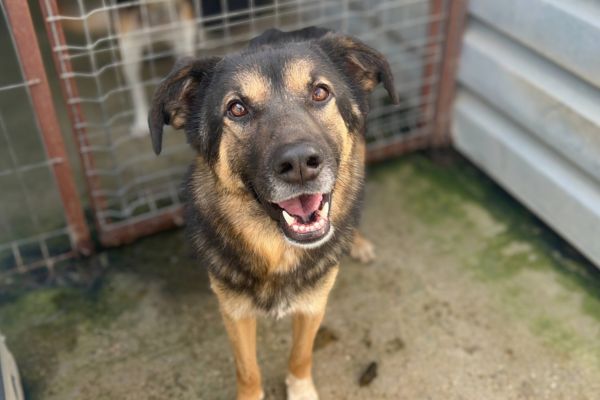 Rüde Thyme schaut neugierig in die Kamera.