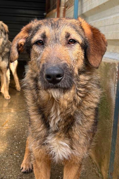 Hellbrauner Hund steht und schaut in die Kamera