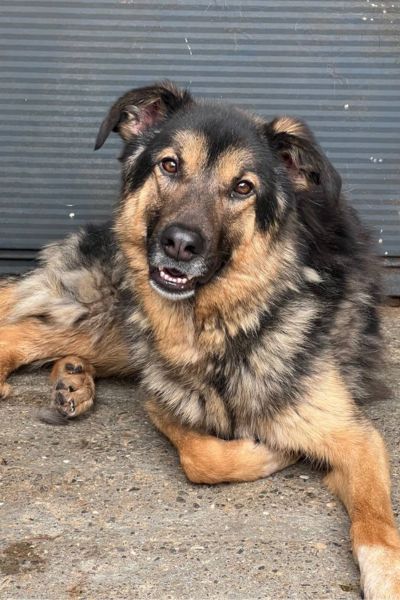 Rüde Thyme liegt und schaut mit schrägem Kopf zur Kamera.