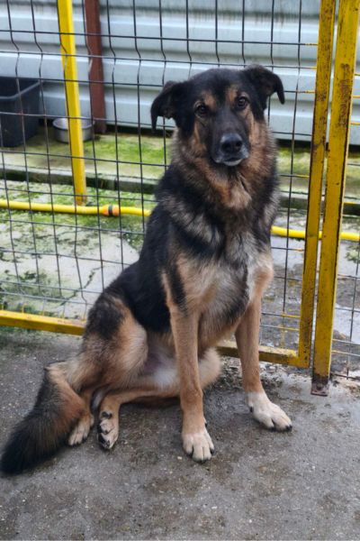 Thyme sitzt in seinem Kennel.