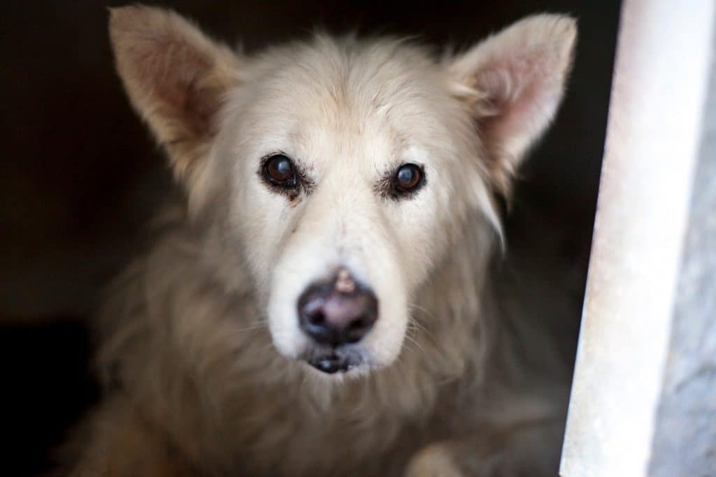 Bianco ist ein großer Hund mit braunen Augen und lagen, weißes Fell