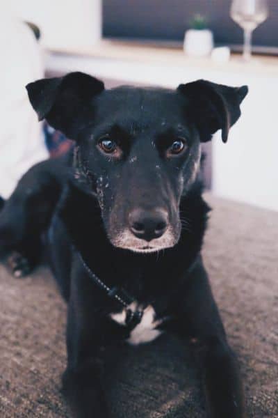 Hund liegt auf dem Sofa und schaut in die Kamera