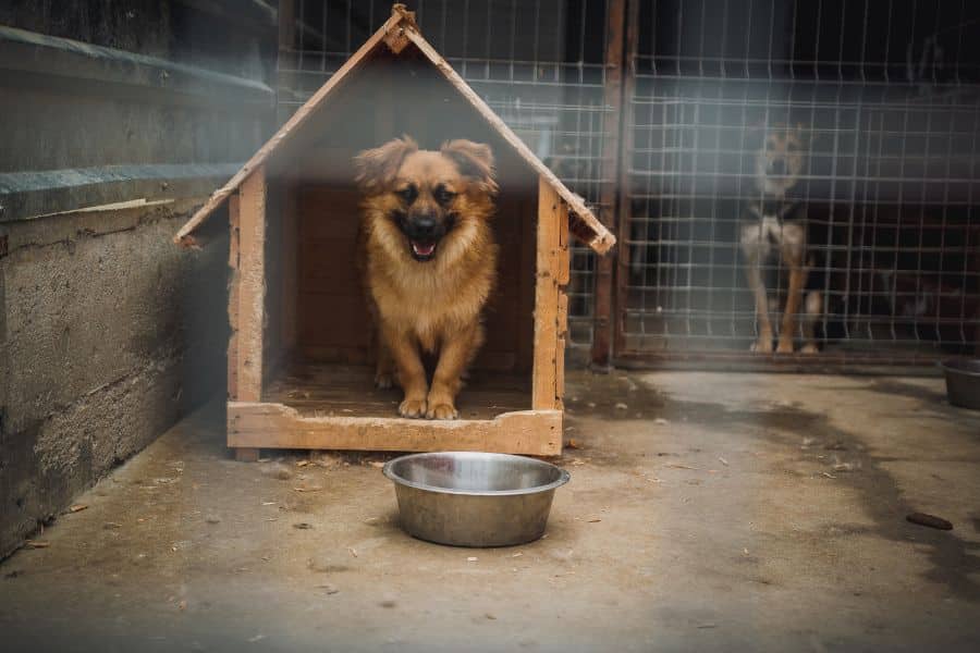 Ein Hund steht in seiner Hütte vor einem leeren Napf!