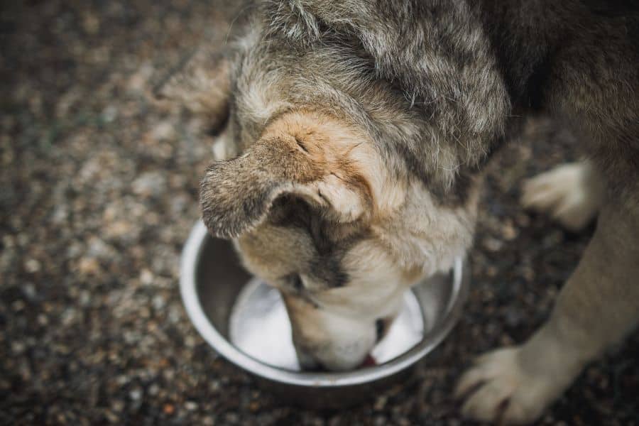 Ein Hund sucht Futter in einem leeren Napf!