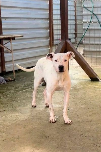 Fritzi schaut liebevoll und neugierig in die Kamera.