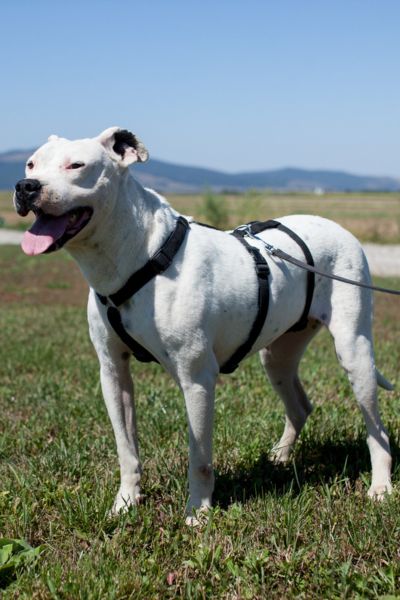 Hund beim Gassi gehen