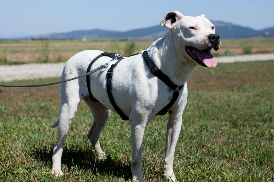 Hündin wird Gassi geführt