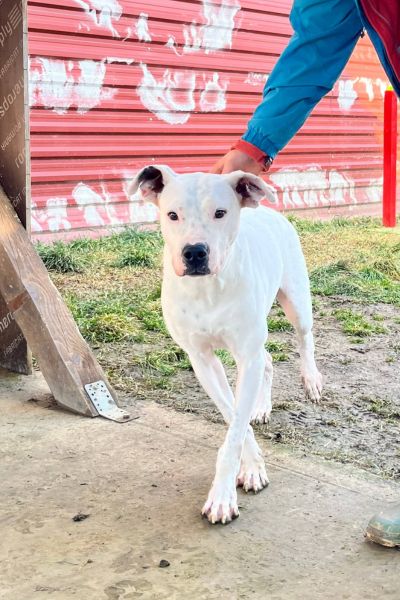 Weiße Hündin Fritzi läuft im Tierheim auf die Kamera zu und wird von einer Person begleitet