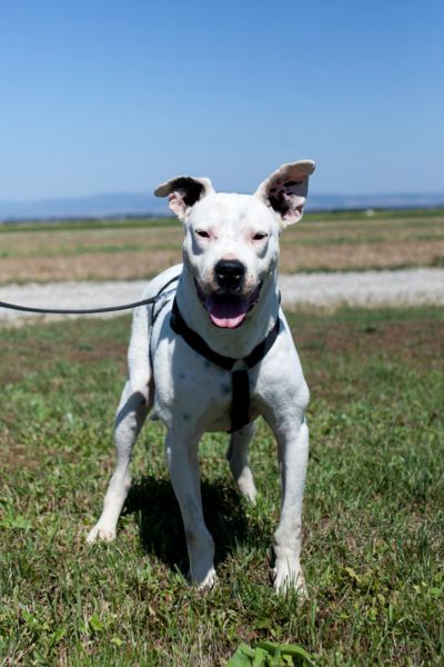Hund sieht fröhlich in die Kamera