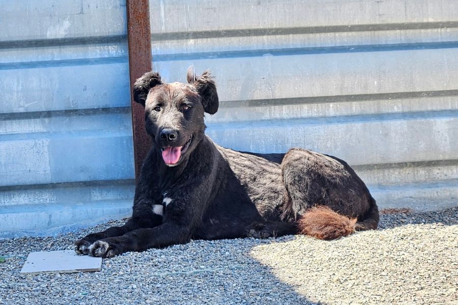 Hündin liegt entspannt am Boden