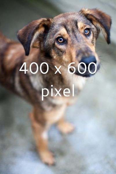 template-foto 1-zuhause-gesucht-hunderettung-europa
