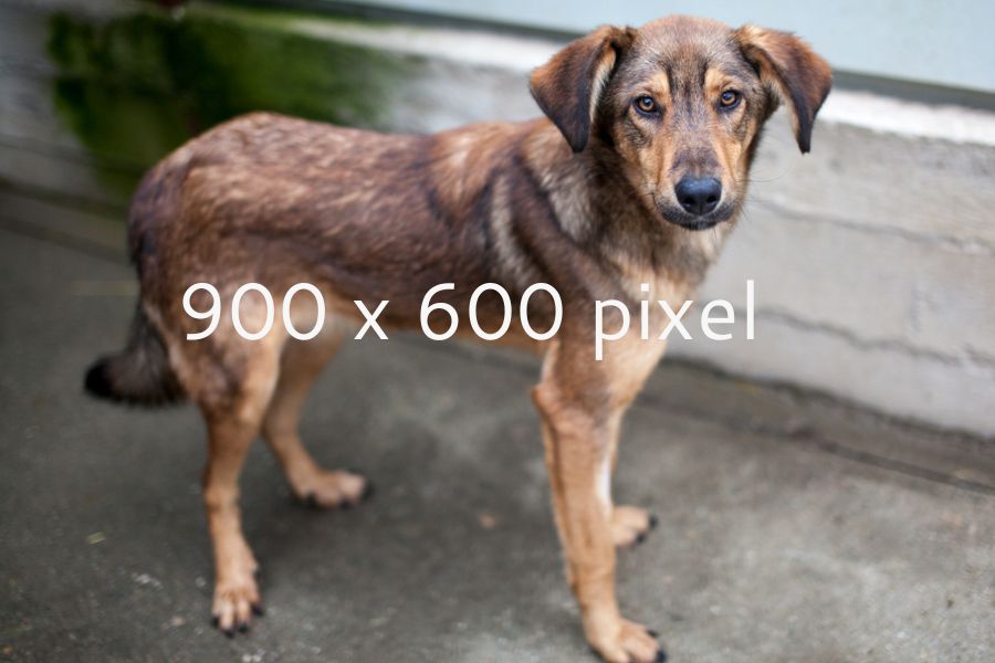 template-foto 2-zuhause-gesucht-hunderettung-europa