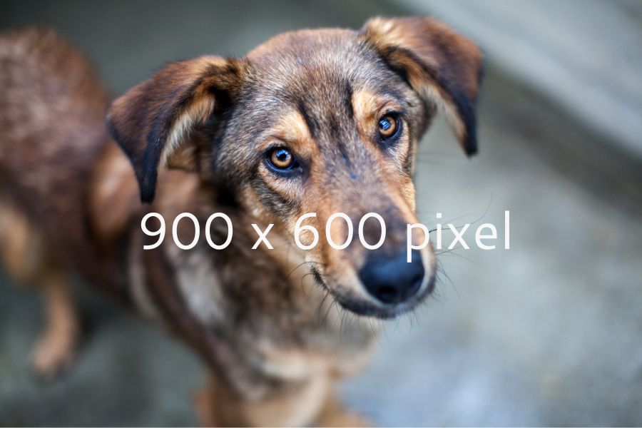 template-foto 3-zuhause-gesucht-hunderettung-europa