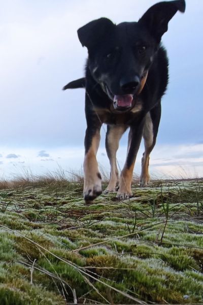 Schwarzer Hund rennt auf einer Wiese auf die Kamera zu
