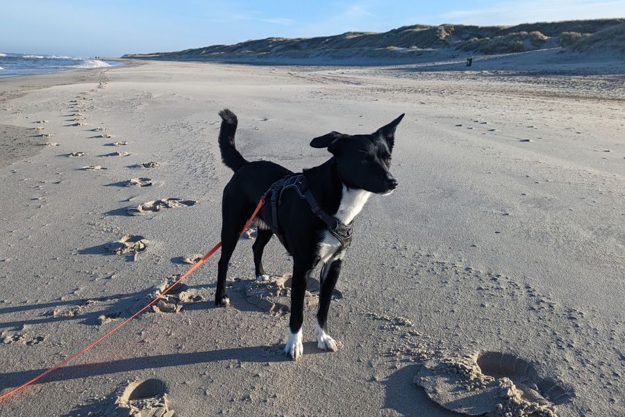 Schwarzer Hund am Strand
