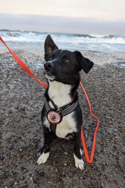 Schwarzer Hund mit einem Schlapp- und einem Steh-Ohr sitzt am Meer
