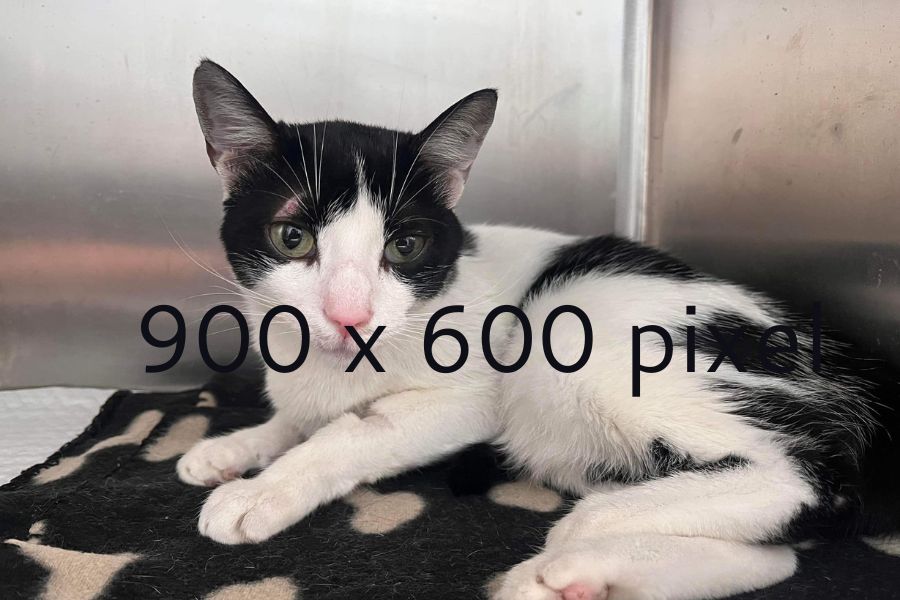 template-katze-foto 2-zuhause-gesucht-hunderettung-europa