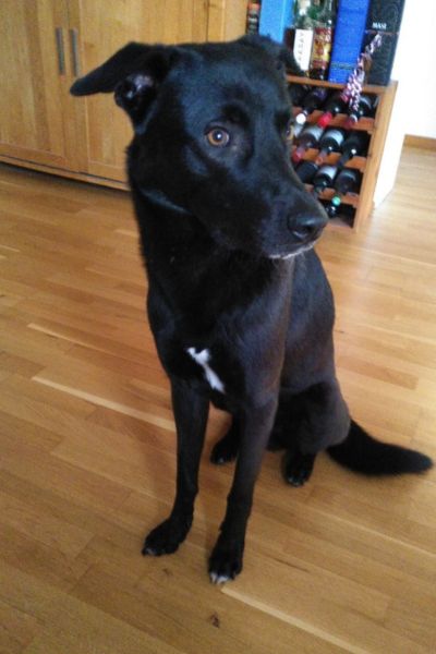 Schwarzer Hund sitzt auf dem Boden und schaut zur Seite