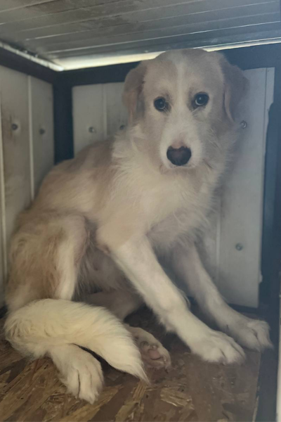 Hündin mit beigem Fell befindet sich in ihrer Hütte und schaut in die Kamera.