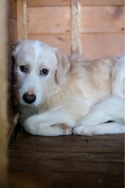 Hund mit beigem Fell sitzt in ihrer Hütte und schaut raus.