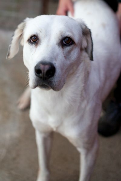 Weißer Hund schaut in die Kamera