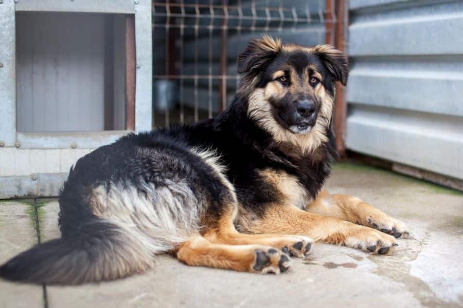 Schwarz, brauner Hund liegt in seinem Zwinger