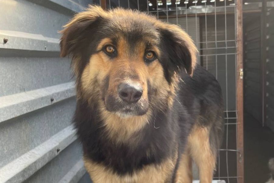 Der braun-schwarze Rüde Koda steht auf seiner Hütte