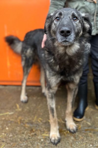 Der braun-schwarze Rüde Eddie schaut in die Kamera.